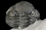 Wide, Enrolled Eldredgeops Trilobite Fossil - New York #164425-2